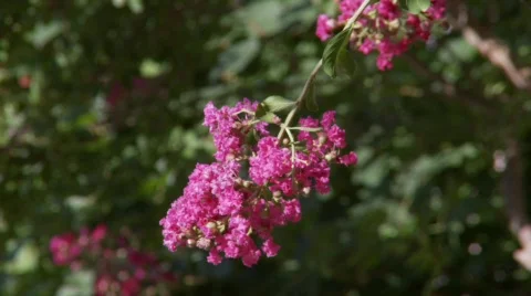 CrapeMyrtle2d (P5) Stock Footage 500845