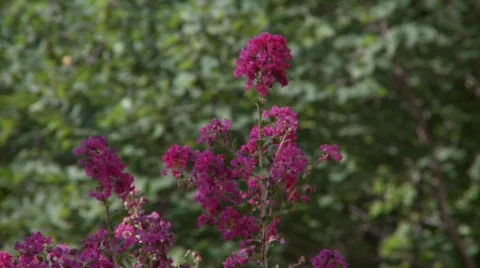 CrapeMyrtle3 (P5) Stock Footage 498822