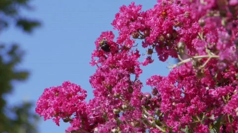 CrapeMyrtleBee (P5) Stock Footage 498825