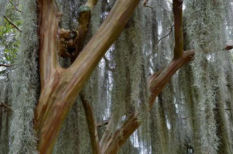 CrapeMyrtleWinterBarkMoss Stock Photos