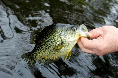 Crappie catch and release Stock Photos