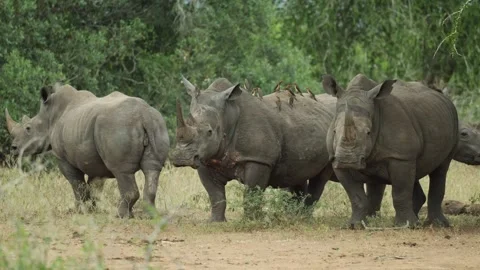 A crash of white rhinos standing close together while one animal is getting up Stock Footage 341301140