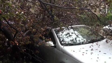 Crashed car, bad weather, storm damage, fallen tree over a vehicle Stock Footage 31209294