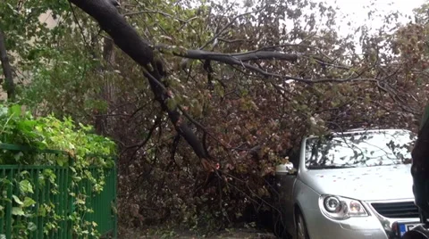 Crashed car, bad weather, storm damage, fallen tree over a vehicle Stock Footage 34270696
