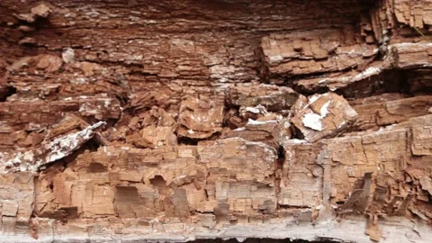 Crashed cork tree with contrast texture Stock Footage 154325990
