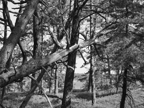 Crashed trunk Stock Photos