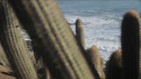 Crashing waves and cactus Stock Footage 77048966