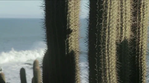 Crashing waves with cactus Video stock 77048996