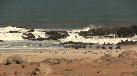Crashing waves with seals on rocks Video stock 12146296