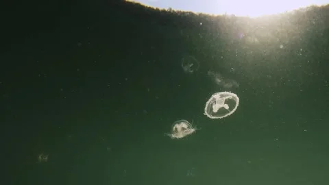 Craspedacusta sowerbii 02 動画素材 285529041