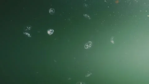 Craspedacusta sowerbii 04 Stock-Footage 285528990