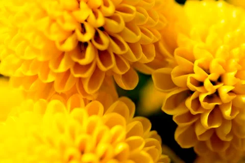 Craspedia variabilis Stock Photos