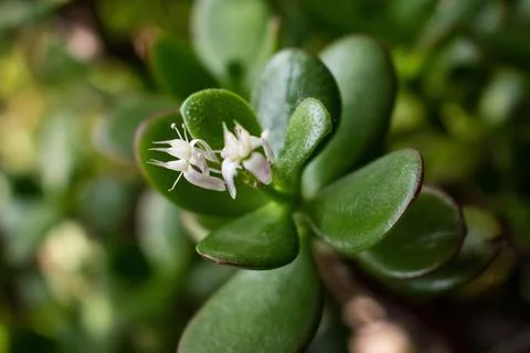 Crassula bloomed. Stock Photos