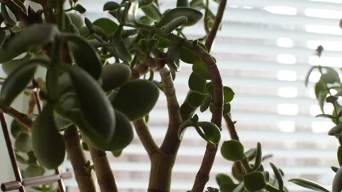 Crassula flower on the windowsill. Video stock 98399272