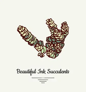 Crassula hand drawn succulent vector isolated illustration. Modern ink succul Stock Illustration