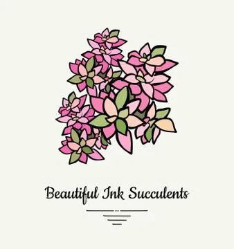 Crassula hand drawn succulent vector isolated illustration. Modern ink succul Stock Illustration