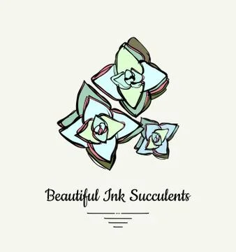 Crassula hand drawn succulent vector isolated illustration. Modern ink succul Stock Illustration