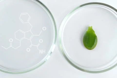 Crassula leaf in a section in a petri dish. Stock Photos