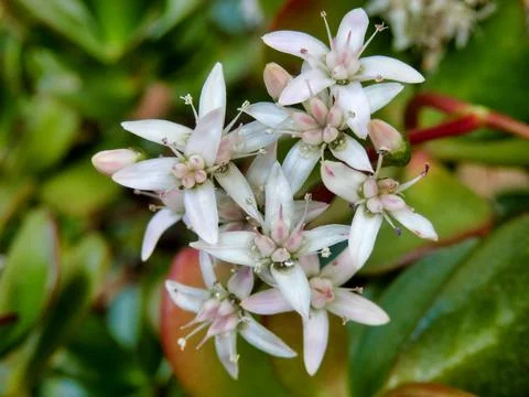 Crassula ovata. Stock Photos