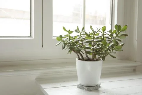 Crassula ovata by the window on white background, jade plant at home. Stock Photos