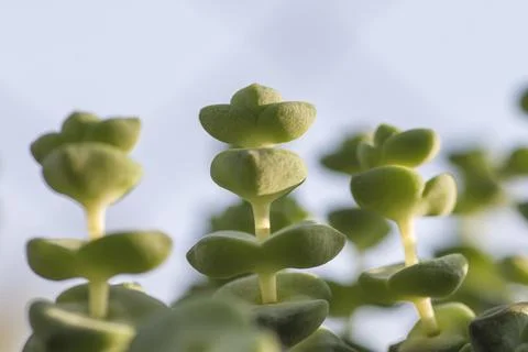 Crassula perforata close up Stock-Fotos