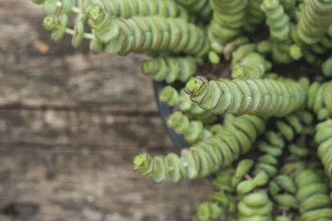 Crassula perforata or string of buttons plant close up Stock Photos