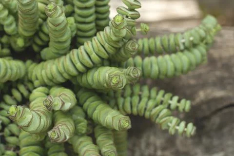 Crassula perforata or string of buttons plant close up Stock Photos