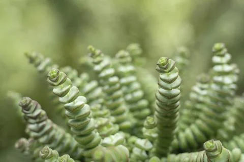 Crassula perforata or string of buttons plant close up, green nature abstract Stock Photos