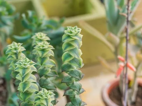 Crassula perforata variegata string of buttons plant Stock Photos
