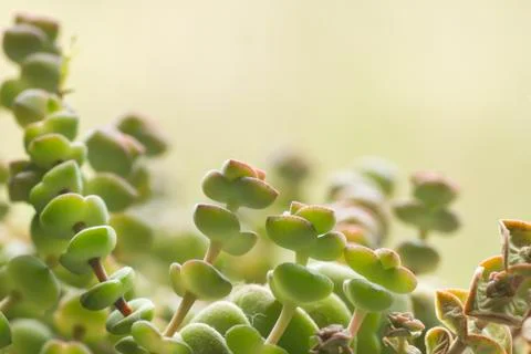 Crassula perforatta string buttons macro detail Stock Photos