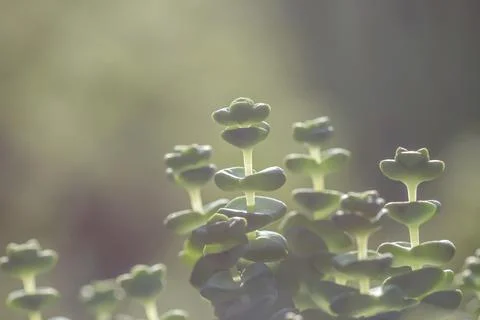 Crassula perfotata close up Stock Photos