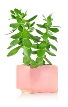 Crassula Stock Photos