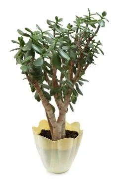 Crassula 스톡 사진