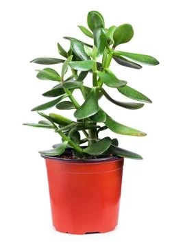 Crassula Stock Photos