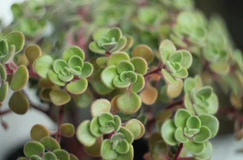 Crassula 写真素材