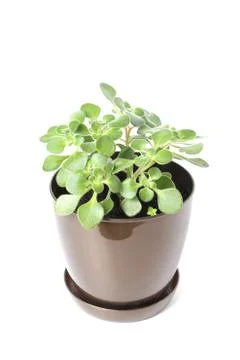 Crassula 스톡 사진