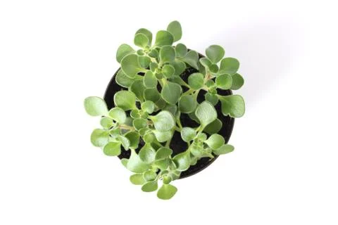 Crassula 스톡 사진