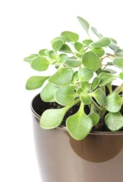 Crassula Stock Photos