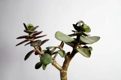 Crassula tree branch Stock Photos