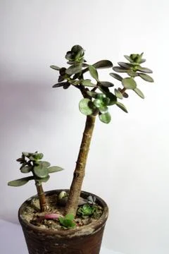 Crassula tree composition in pot Stock Photos