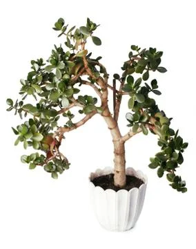 Crassula tree isolated on white background Stock Photos