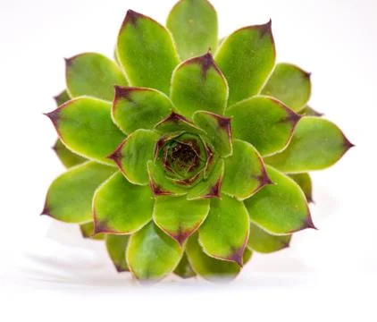 Crassulaceae Stock Photos