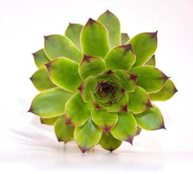 Crassulaceae Stock Photos