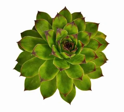 Crassulaceae Stock Photos