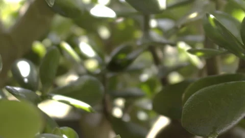 CrassulaOvata Background Stock Footage 141471401