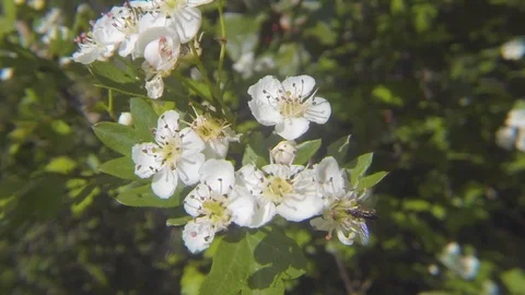 Crataegus monogyna flowers Stock Footage 117632101