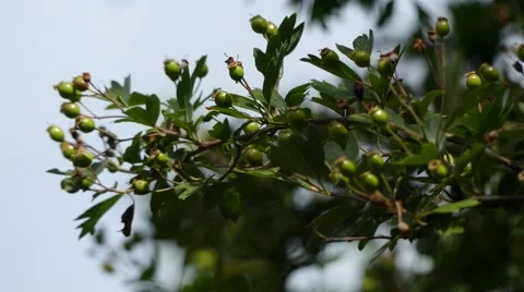 Crataegus monogyna 스톡 동영상 62948893