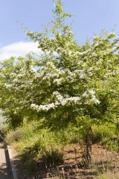 Crataegus monogyna Foto stock