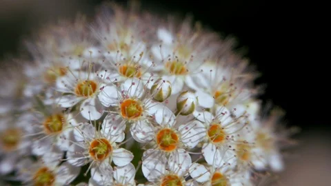 Crataegus monogyna in spring. White inflorescences sway in the wind. Stock Footage 110503085