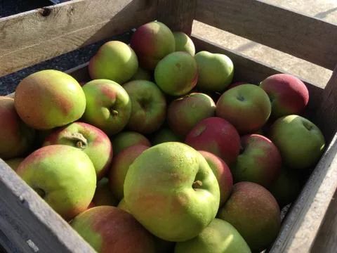 Crate of Apples Stock Photos